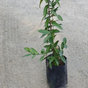 MEMECYLON ELLIPTICUM