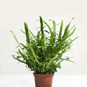 MUEHLENBECKIA PLATYCLADA