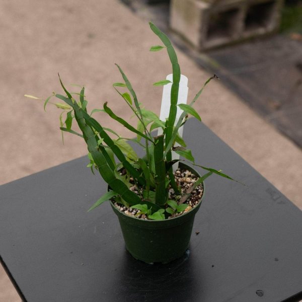 MUEHLENBECKIA PLATYCLADA - Image 6