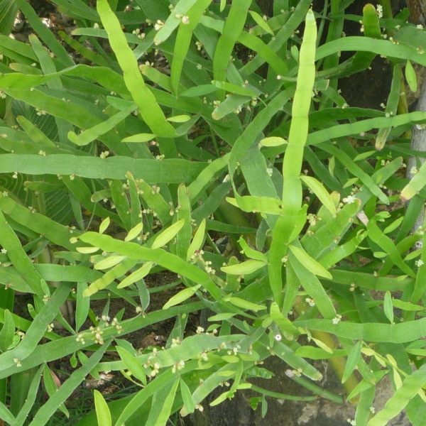 MUEHLENBECKIA PLATYCLADA - Image 7