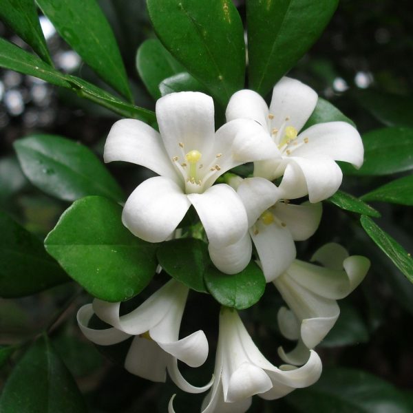 MURRAYA EXOTICA - Image 5