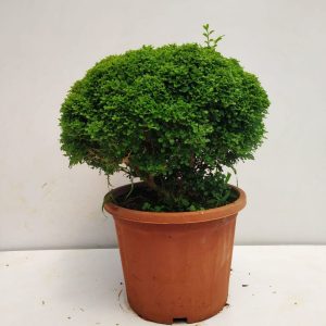 MURRAYA EXOTICA