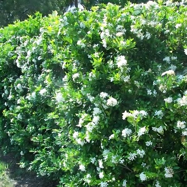 MURRAYA EXOTICA - Image 7