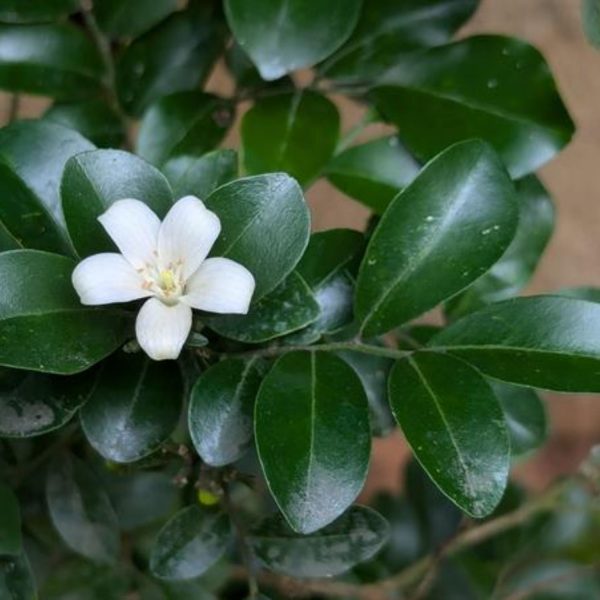 MURRAYA EXOTICA - Image 8