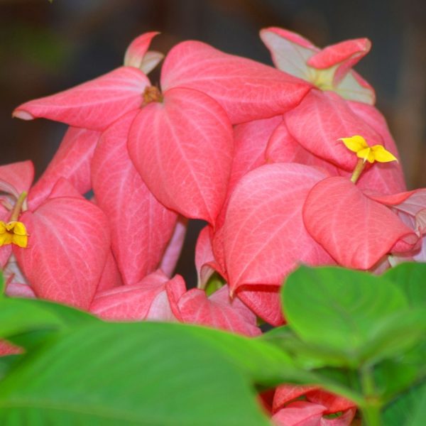 MUSSAENDA ERYTHROPHYLLA ROSEA - Image 4