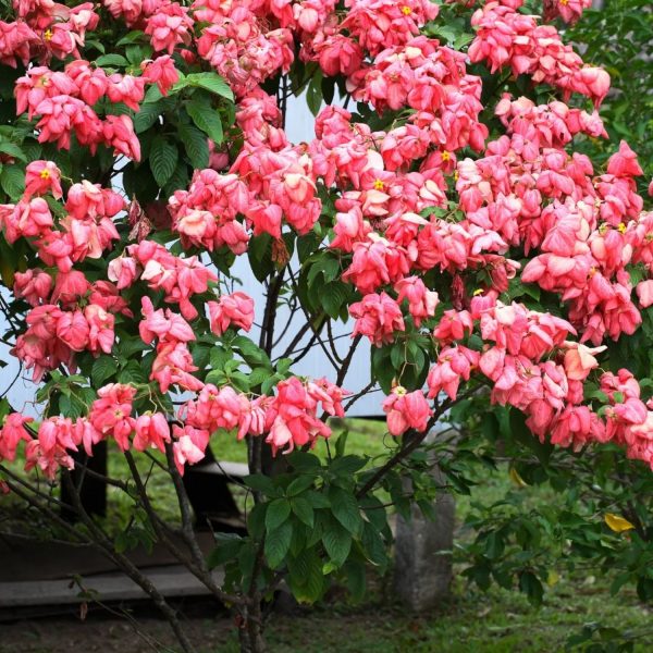 MUSSAENDA ERYTHROPHYLLA ROSEA - Image 3