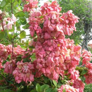 MUSSAENDA ERYTHROPHYLLA ROSEA