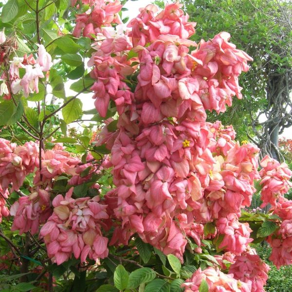 MUSSAENDA ERYTHROPHYLLA ROSEA - Image 2