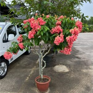 MUSSAENDA ERYTHROPHYLLA ROSEA