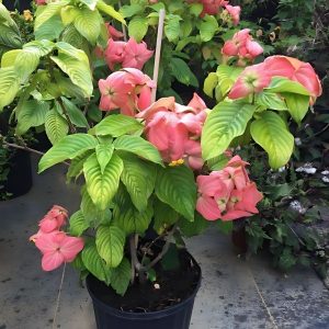 MUSSAENDA ERYTHROPHYLLA SCARLET