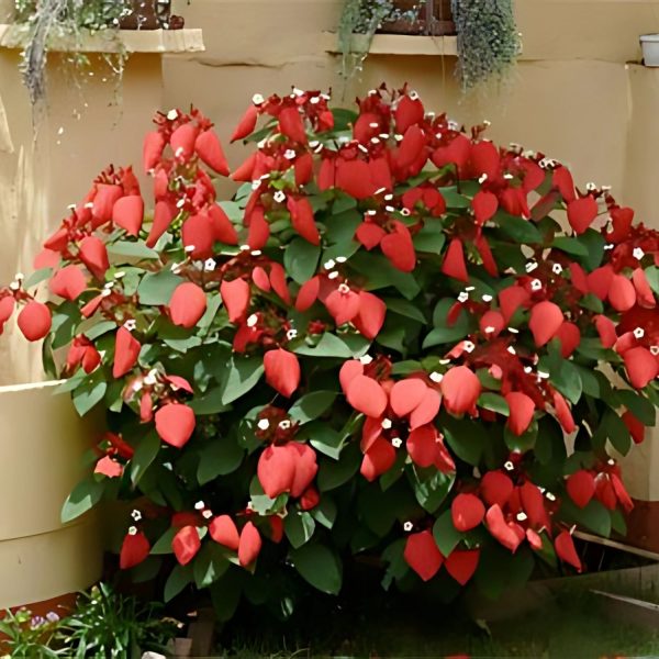 MUSSAENDA ERYTHROPHYLLA SCARLET - Image 5