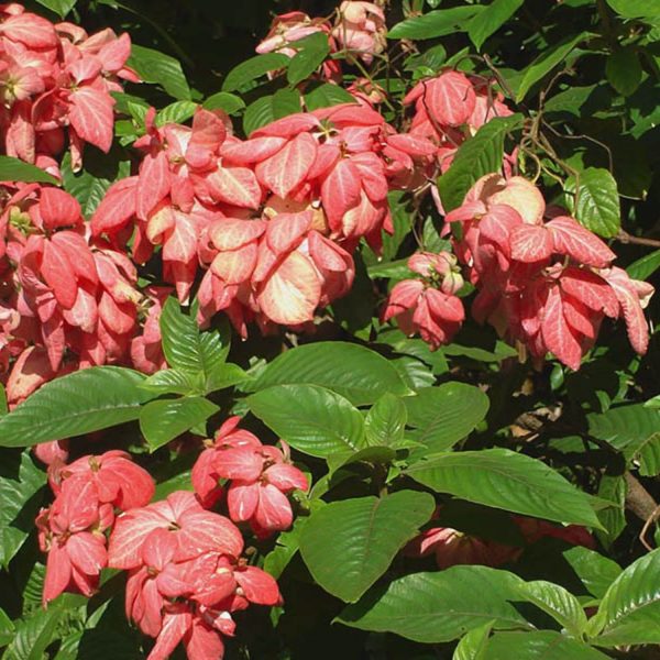 MUSSAENDA ERYTHROPHYLLA SCARLET - Image 6