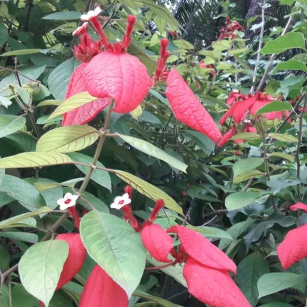 MUSSAENDA ERYTHROPHYLLA SCARLET - Image 7