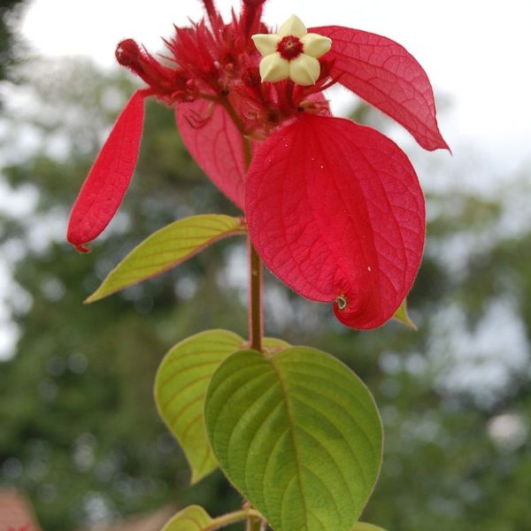 MUSSAENDA ERYTHROPHYLLA SCARLET - Image 8