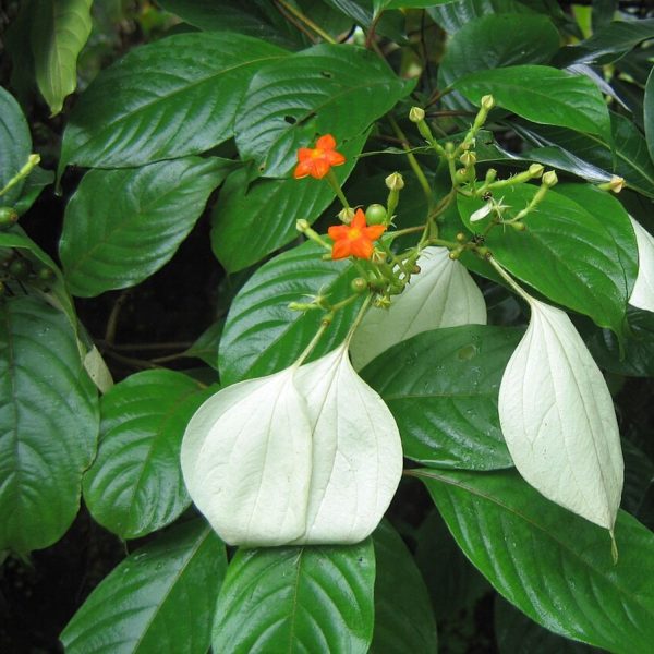 MUSSAENDA LUTEOLA - Image 5