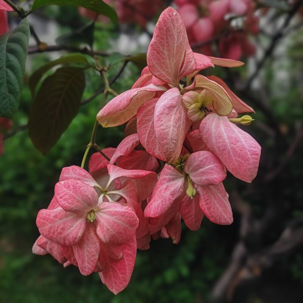MUSSAENDA LUTEOLA - Image 4