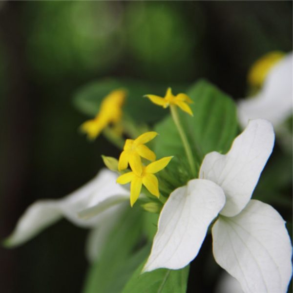 MUSSAENDA LUTEOLA - Image 3