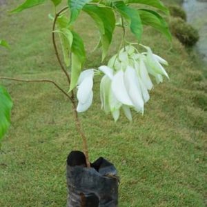 MUSSAENDA LUTEOLA