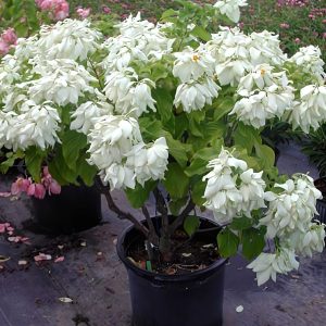 MUSSAENDA LUTEOLA