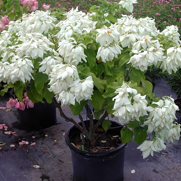 MUSSAENDA LUTEOLA