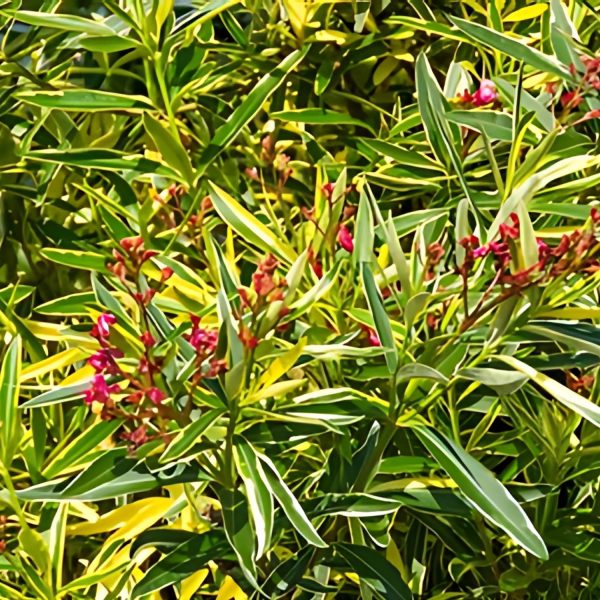 NERIUM OLEANDER VARIEGATUM PLENUM - Image 3