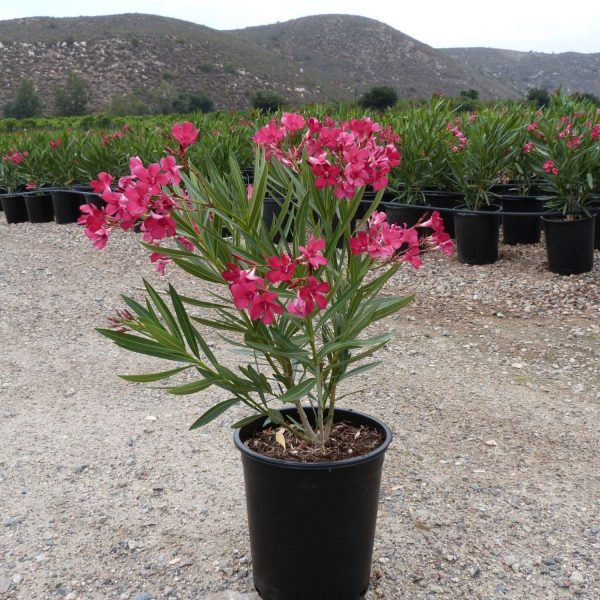 NERIUM OLEANDER VARIEGATUM PLENUM