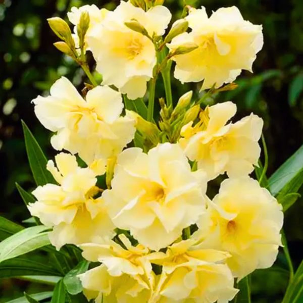 NERIUM OLEANDER VARIEGATUM PLENUM - Image 4
