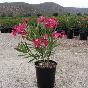 NERIUM OLEANDER CARNEA