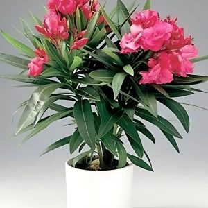 NERIUM OLEANDER CARNEA