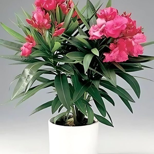 NERIUM OLEANDER CARNEA - Image 2