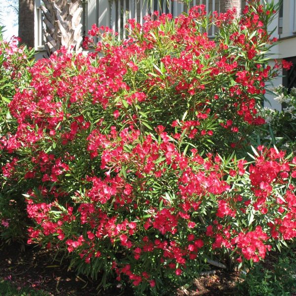 NERIUM OLEANDER CARNEA - Image 3