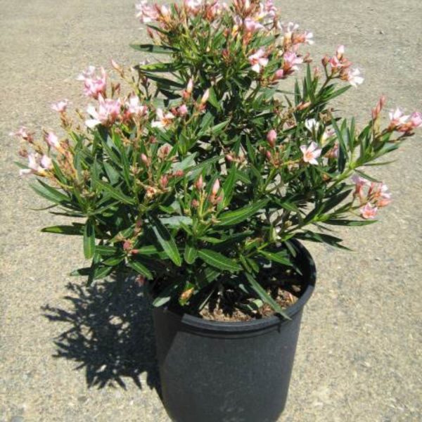 NERIUM OLEANDER PETIT SALMON