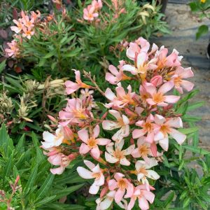NERIUM OLEANDER PETIT SALMON