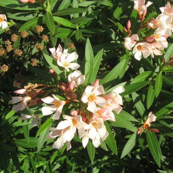 NERIUM OLEANDER PETIT SALMON - Image 3