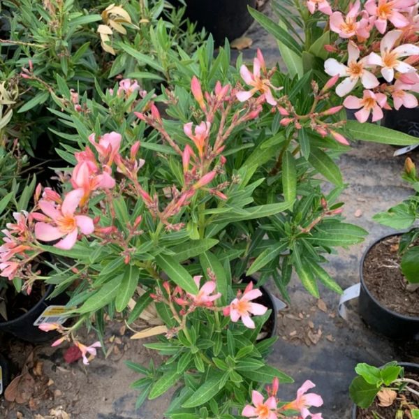 NERIUM OLEANDER PETIT SALMON - Image 4