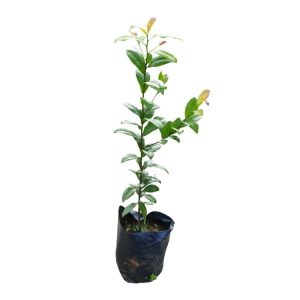 OCHNA KIRKII