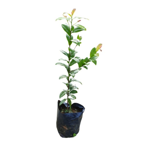 OCHNA KIRKII