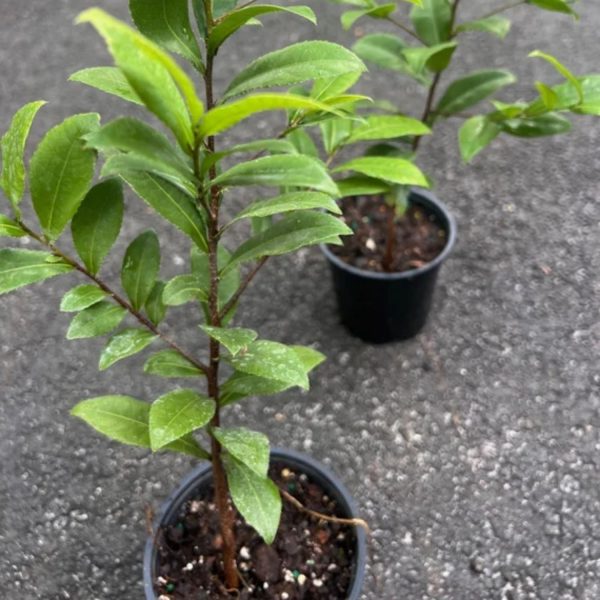 OCHNA KIRKII - Image 3