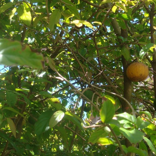 ONCOBA SPINOSA - Image 4