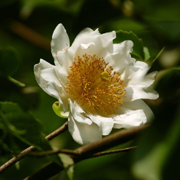 ONCOBA SPINOSA - Image 3