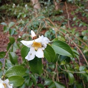 ONCOBA SPINOSA