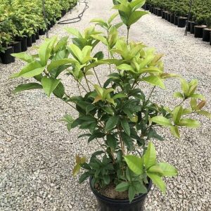 OSMANTHUS FRAGRANS
