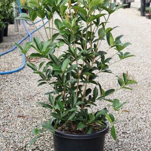 OSMANTHUS FRAGRANS - Image 3