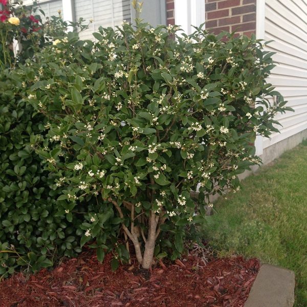 OSMANTHUS FRAGRANS - Image 4
