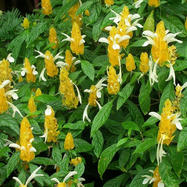 PACHYSTACHYS LUTEA - Image 6