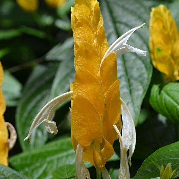 PACHYSTACHYS LUTEA - Image 5