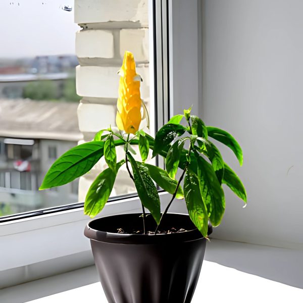 PACHYSTACHYS LUTEA - Image 3