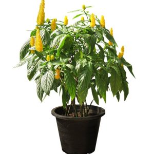 PACHYSTACHYS LUTEA
