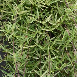 STANOTAPHRUM SE.