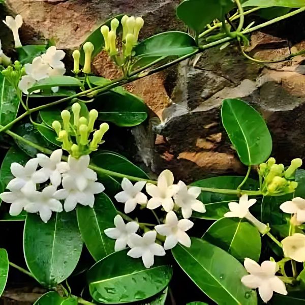 STEPHANOTIS FLOR. - Image 4